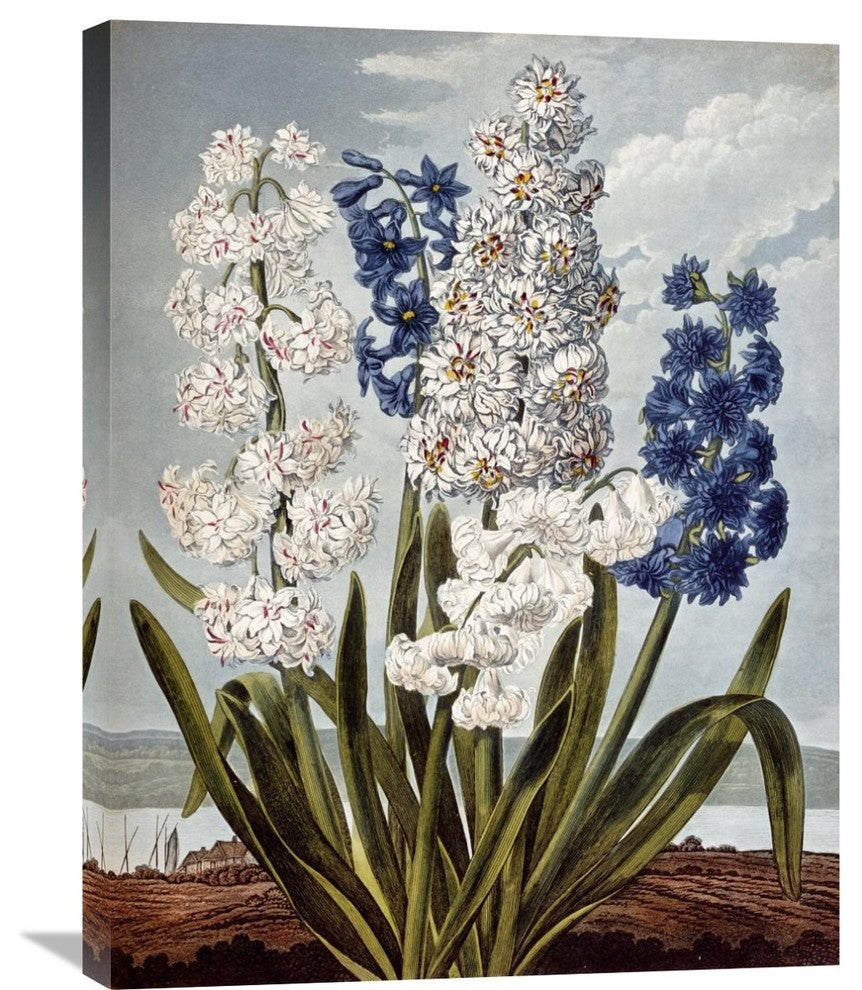 "Hyacynths" Stretched Canvas Giclee by Robert John Thornton, 23"x30"