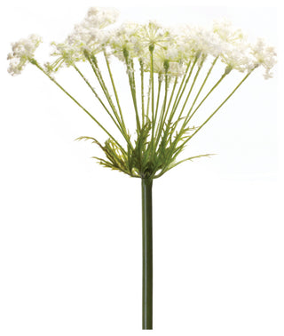 Single stem on a uniform white background with full view of the product.