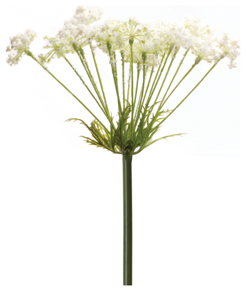 Single stem on a uniform white background with full view of the product.
