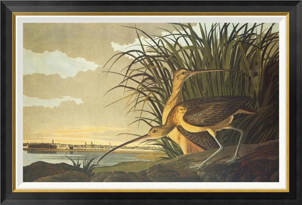 "Long-Billed Curlew" Framed Canvas Giclee by John James Audubon, 42x29"