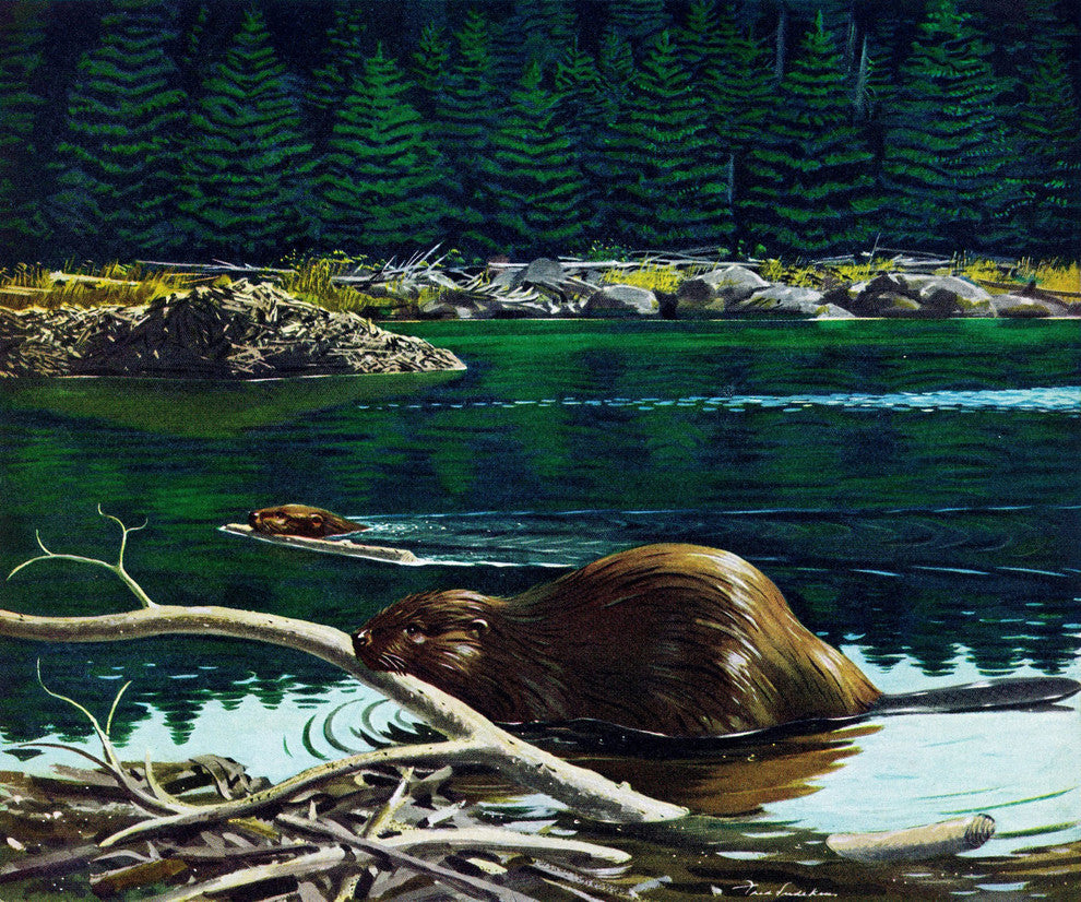 "Lowland Beaver" Painting Print on Wrapped Canvas