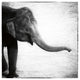 "Elephant II" Digital Paper Print by Debra Van Swearingen, 32"x32"