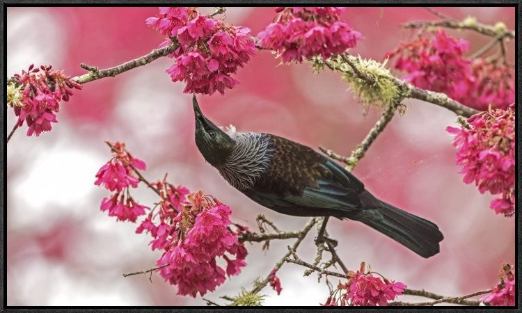 Tui 39, 30"x18"