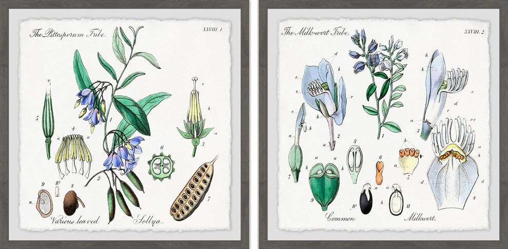 "We Are Bellflowers Diptych" Framed Prints, 18"x18", 2-Piece Set