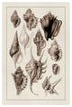 "Shells: Trachelipoda #5 (Sepia)" Digital Paper Print by G.B. Sowerby, 42"x62"