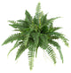 40" Boston Fern, Set Of 2