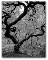 'Japanese Tree II' Canvas Art by David Farley