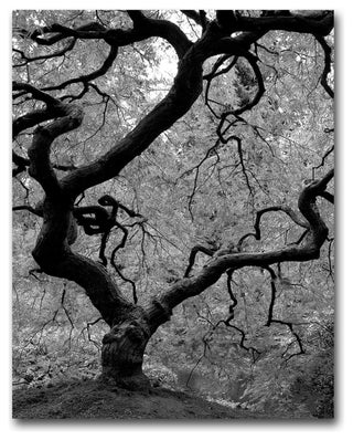 'Japanese Tree II' Canvas Art by David Farley