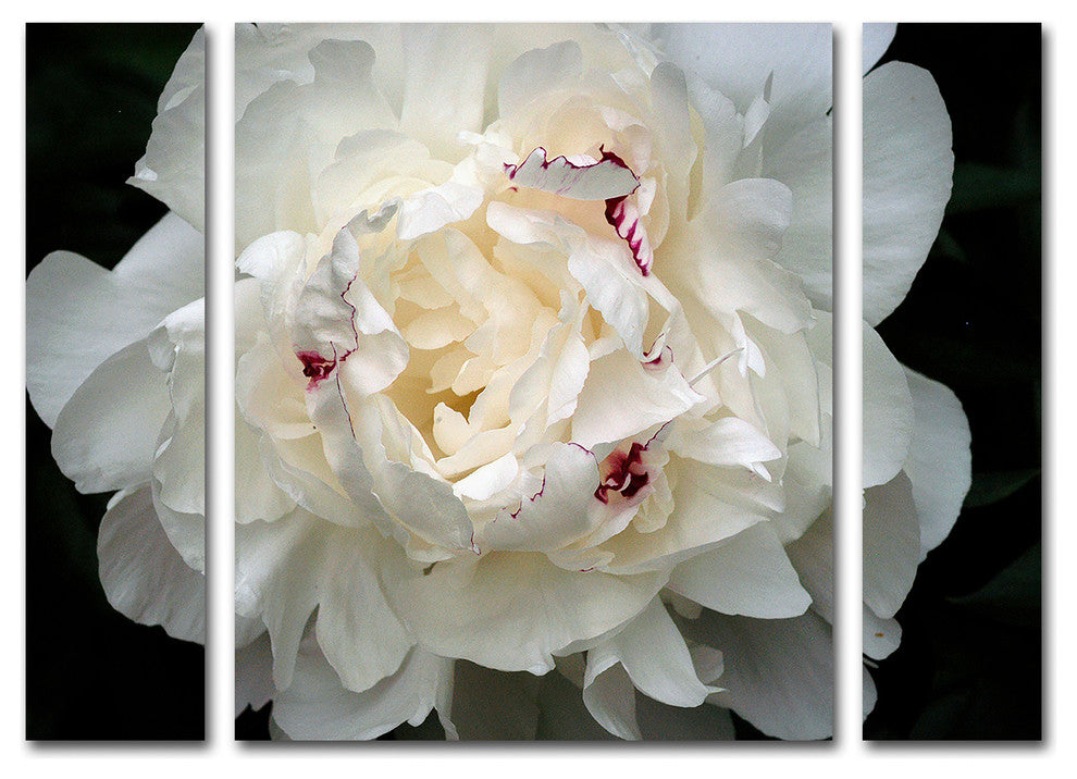 "Perfect Peony" Multi-Panel Canvas Art Set by Kurt Shaffer