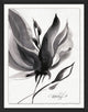 Black And White Flower Study 6, Giclee Reproduction Artwork