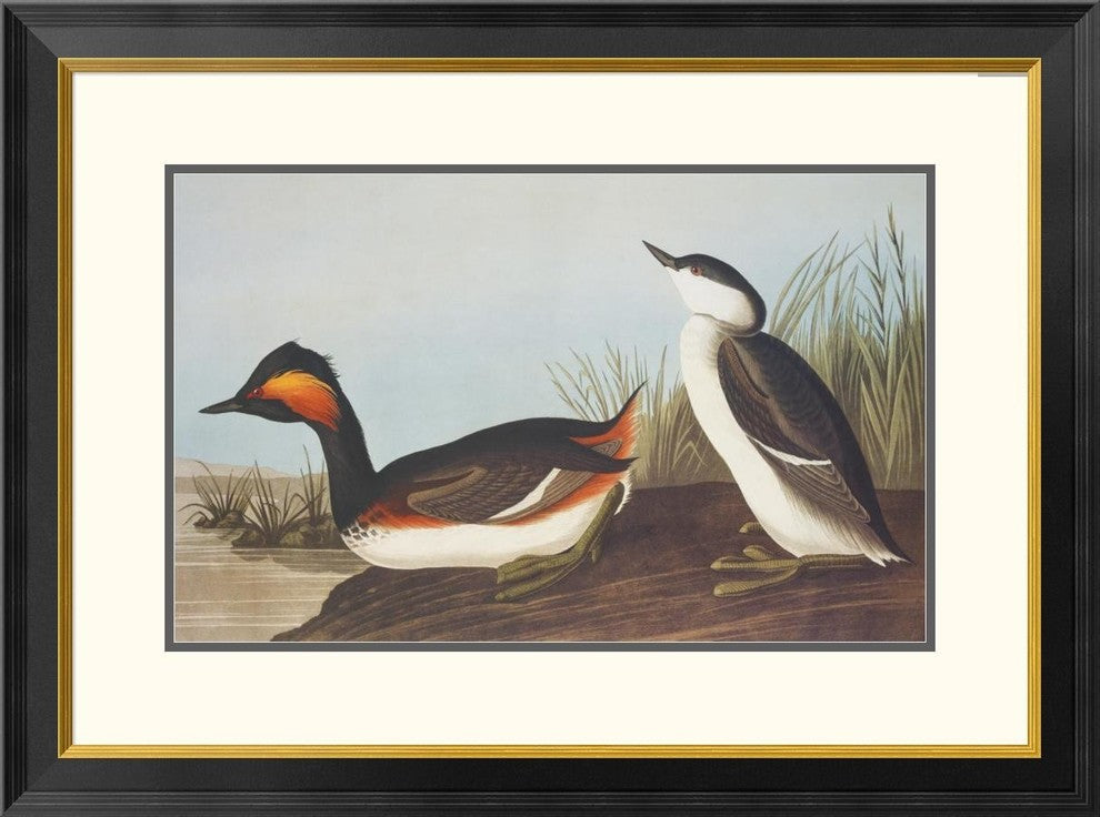 "Eared Grebe" Framed Digital Print by John James Audubon, 32x24"