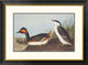 "Eared Grebe" Framed Digital Print by John James Audubon, 32x24"