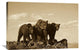 "Grizzly Bear With Two One-Year-Old Cubs, North America - Sepia" Artwork