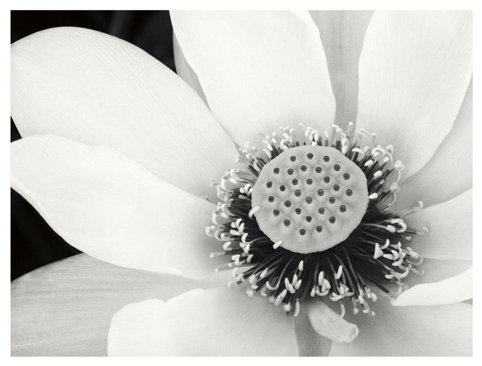 "Lotus Flower IV" Digital Paper Print by Debra Van Swearingen, 34"x26"