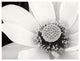 "Lotus Flower IV" Digital Paper Print by Debra Van Swearingen, 34"x26"
