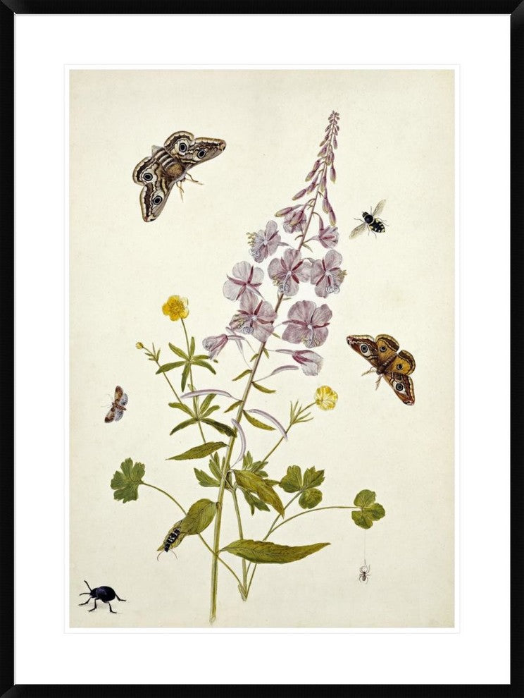 "Rosebay Willowherb and Buttercups" Framed Print by Thomas Robins Jr., 28"x38"