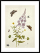 "Rosebay Willowherb and Buttercups" Framed Print by Thomas Robins Jr., 28"x38"
