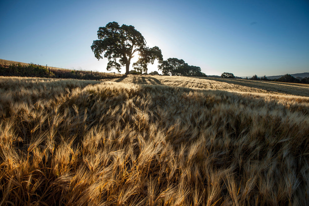 Wheat Field Oak, Canvas Giclee, 18"x12"