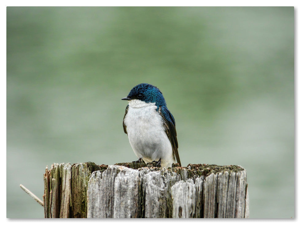 Jai Johnson 'Resting Swallow' Canvas Art, 19 x 14