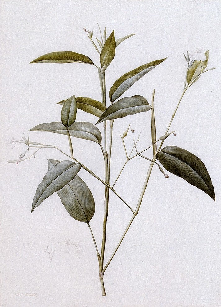 Pierre-Joseph Redoute Maranta Arundinacea, 18"x27" Wall Decal