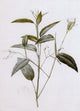 Pierre-Joseph Redoute Maranta Arundinacea, 18"x27" Wall Decal