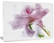 Light Blue Flower with Paint Splashes, Large Floral Canvas Artwork, 40"x30"