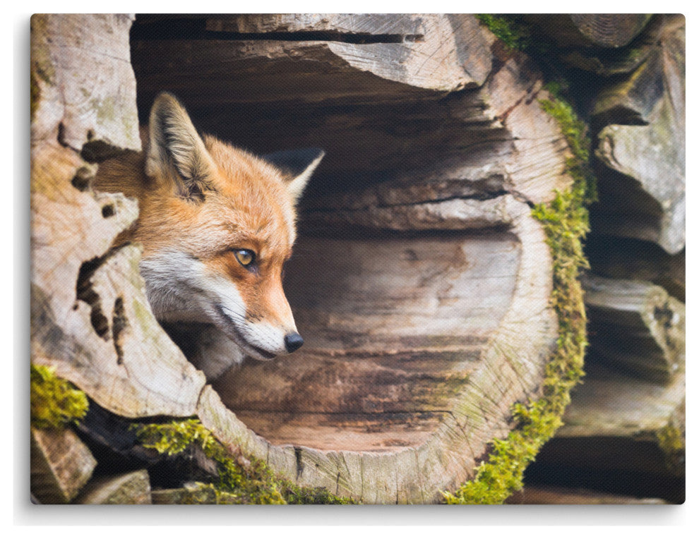 Young Red Fox Face In Mossy Stump Animal Wildlife Photo Canvas Wall Art Prints, 12" X 16"