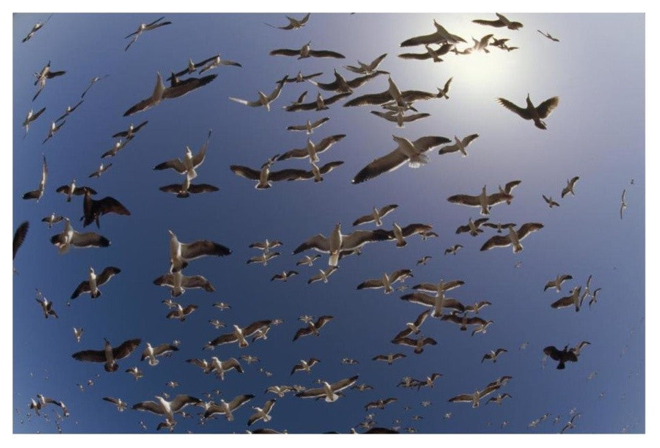 "Western Gulls flying, North America" Paper Print by Tim Fitzharris, 26"x18"