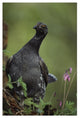 "Blue Grouse, North America" Digital Paper Print by Tim Fitzharris, 14"x20"