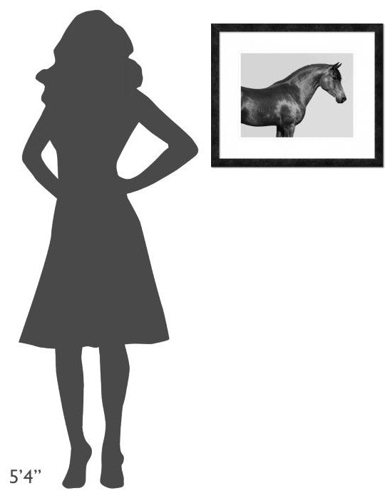 "Orpheus, Arab Horse" Framed Digital Print by Pangea Images, 24x20"