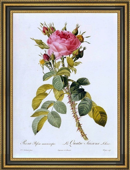 PierreJoseph Redoute Rosa Bifera Macrocarpa Framed Premium Canvas Print, 16"x24"