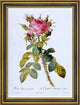 PierreJoseph Redoute Rosa Bifera Macrocarpa Framed Premium Canvas Print, 16"x24"