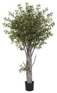 6' Olive Tree, Green