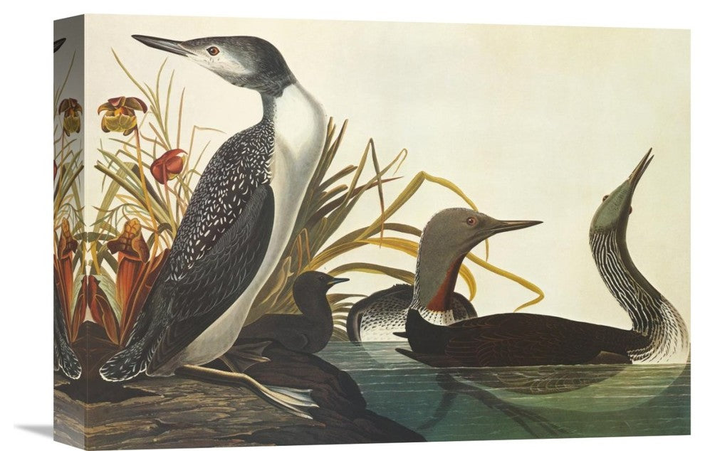 "Red-Throated Diver" Stretched Canvas Giclee by John James Audubon, 16"x11"