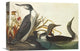 "Red-Throated Diver" Stretched Canvas Giclee by John James Audubon, 16"x11"