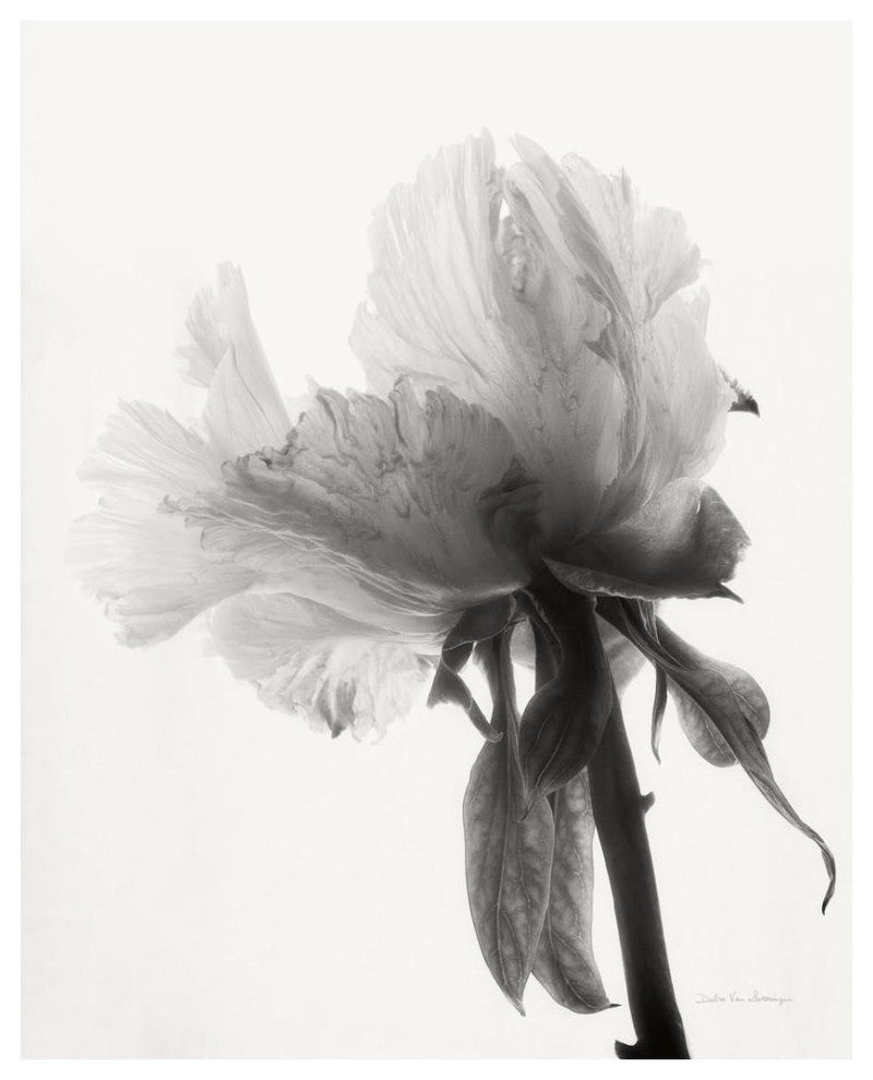 "Translucent Peony VIII - BW" Paper Print by Debra Van Swearingen, 24"x30"
