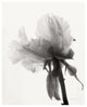 "Translucent Peony VIII - BW" Paper Print by Debra Van Swearingen, 24"x30"