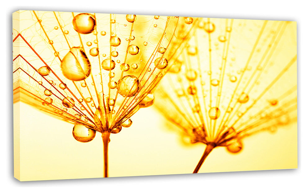 Dandelion Seeds with Water Drops, Floral Canvas Art Print, 32"x16"