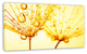 Dandelion Seeds with Water Drops, Floral Canvas Art Print, 32"x16"