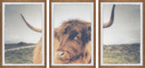 Cow's Eye View Triptych, 3-Piece Set, 16x24 Panels