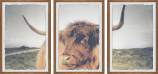 Cow's Eye View Triptych, 3-Piece Set, 16x24 Panels