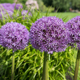 Baby Blue Flower Bulb Spring Collection, 40 Bulbs