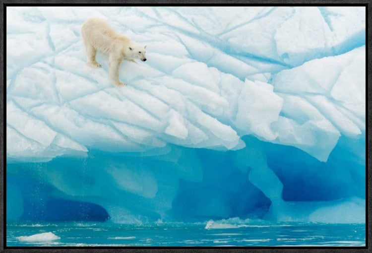 "Polar Bear" Framed Canvas Giclee by Joan Gil Raga, 23x16"
