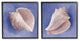 Simple Classic Seashell Conch Still Life Painting, 2pc, each 24 x 24