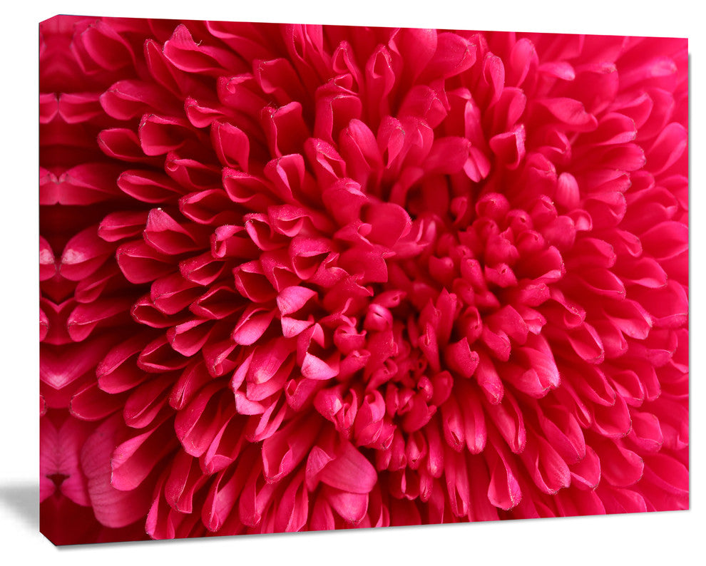 Pink Aster Flower Petals Close up, Large Floral Canvas Artwork, 20"x12"