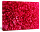 Pink Aster Flower Petals Close up, Large Floral Canvas Artwork, 20"x12"