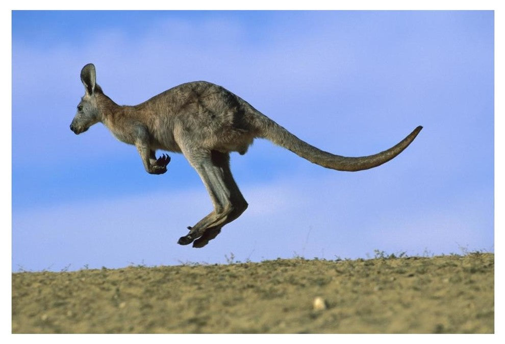 "Wallaroo or Euro Kangaroo hopping, Sturt, New South Wales" Paper Art, 50"x34"