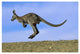 "Wallaroo or Euro Kangaroo hopping, Sturt, New South Wales" Paper Art, 50"x34"