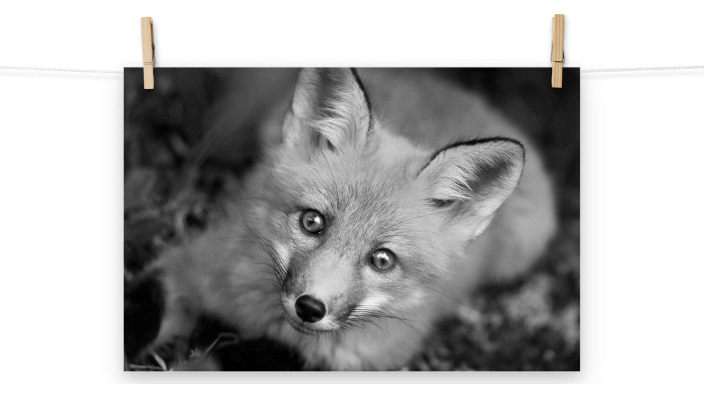 Young Red Fox Face Black & White Animal Wildlife Photograph Loose Wall Art Print, 12" X 18"