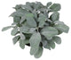 Frosted Lemon Leaf in White Pot, 10"